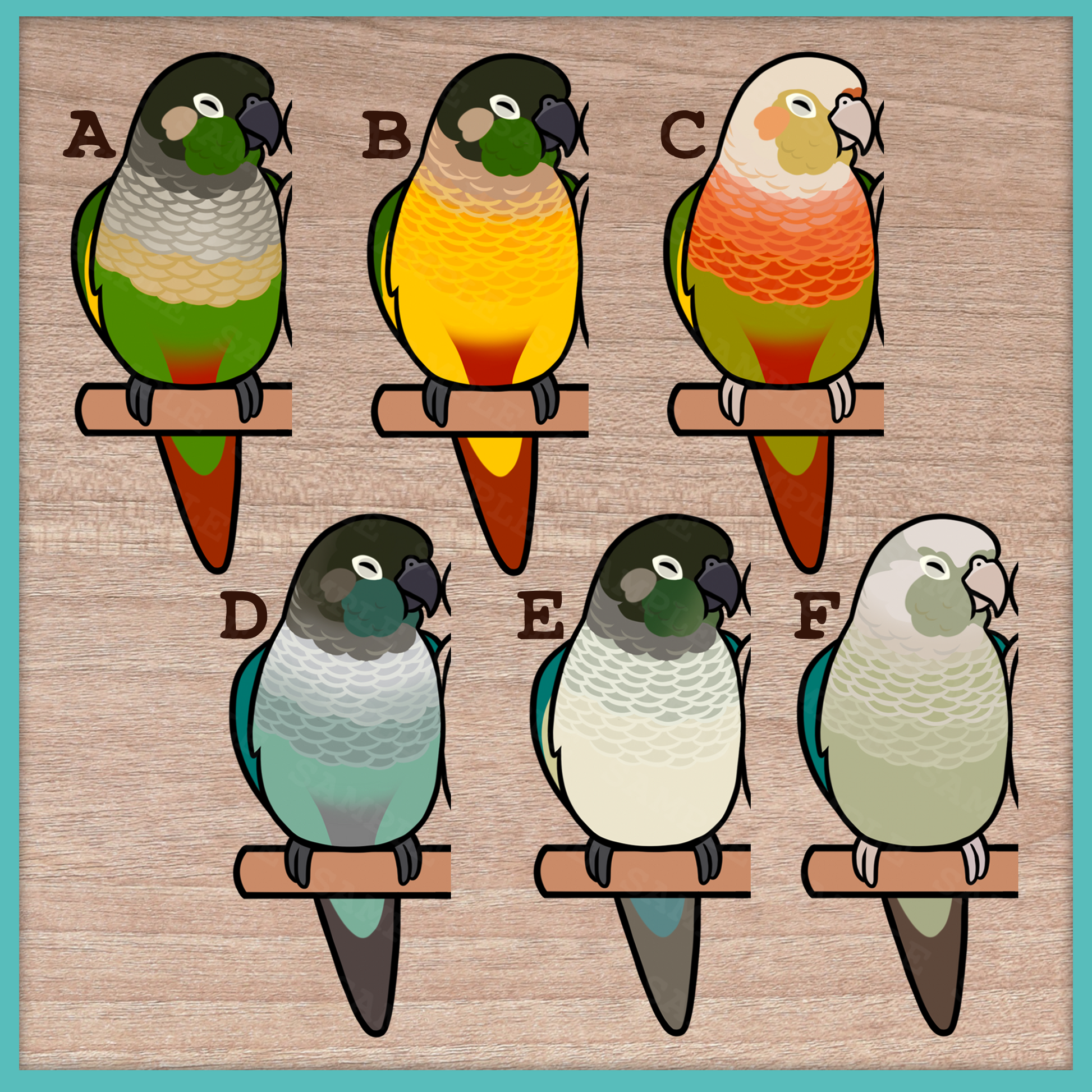 Conure (Pyrhurra) Custom Pair Stickers