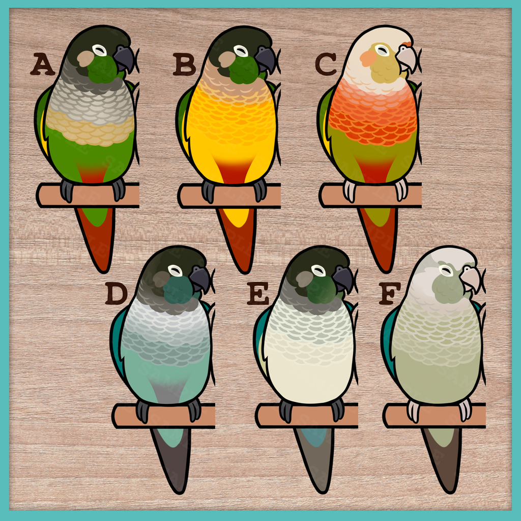 Conure (Pyrhurra) Custom Pair Stickers