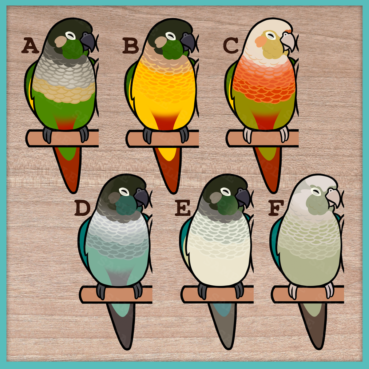 Conure (Pyrhurra) Custom Pair Stickers