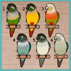 Conure (Pyrhurra) Custom Pair Stickers