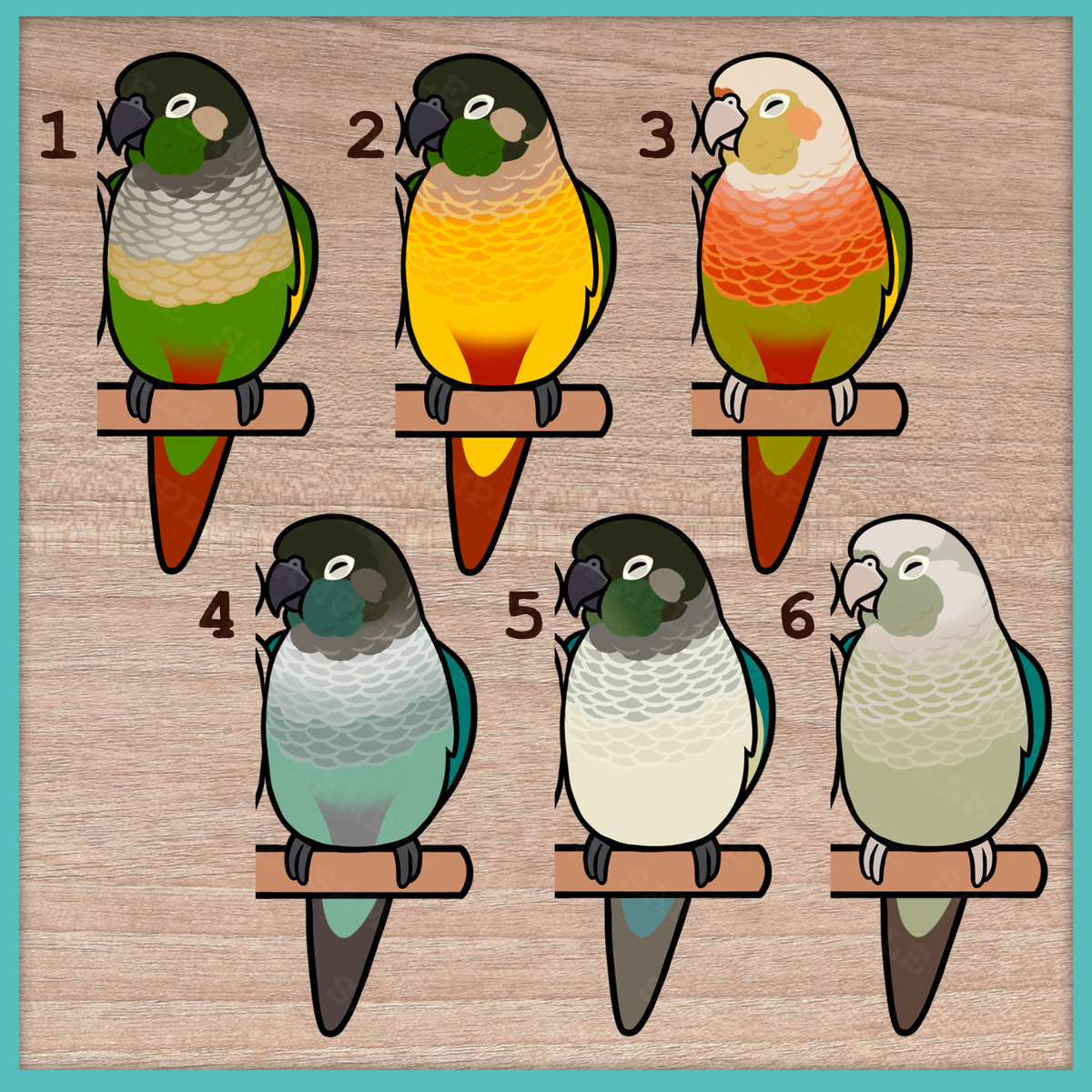 Conure (Pyrhurra) Custom Pair Stickers