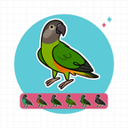 Poicephalus (Cuties) Stickers
